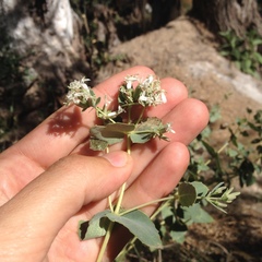 Guardiola platyphylla