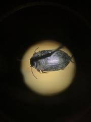 Leconectes striatellus