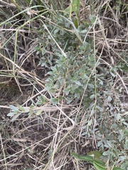 Diospyros lycioides nitens