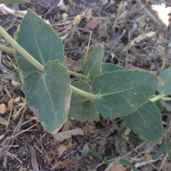 Guardiola platyphylla