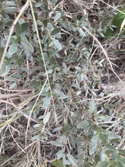Diospyros lycioides nitens