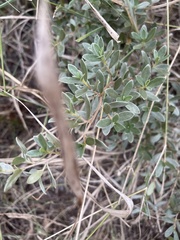 Diospyros lycioides nitens