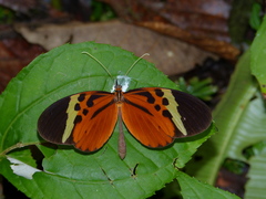 Melinaea menophilus zaneka