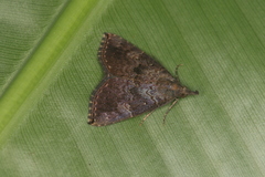 Hypena peruvialis