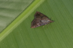 Hypena peruvialis