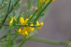 Coronilla juncea
