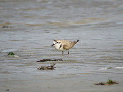 Charadrius alexandrinus