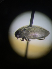 Leconectes striatellus