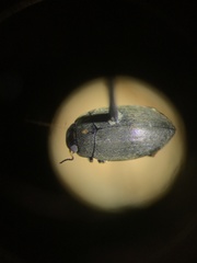 Leconectes striatellus