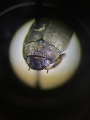 Leconectes striatellus