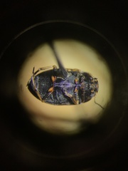 Leconectes striatellus
