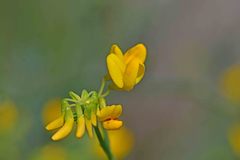 Coronilla juncea