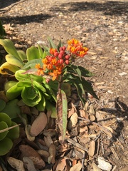 Asclepias curassavica