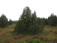 Pinus uncinata uliginosa