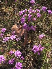Lantana montevidensis