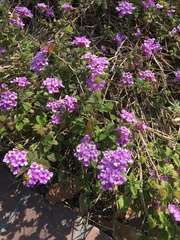 Lantana montevidensis