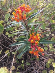 Asclepias curassavica