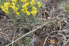 Physaria ovalifolia