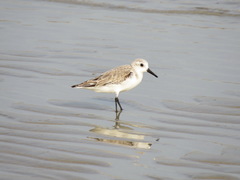 Calidris alba