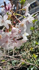 Syrphus torvus