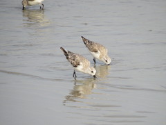 Calidris alba