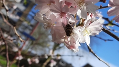 Syrphus torvus