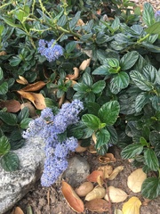 Ceanothus thyrsiflorus