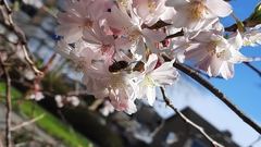Syrphus torvus