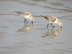 Calidris alba