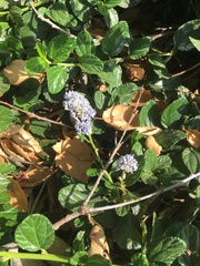 Ceanothus thyrsiflorus