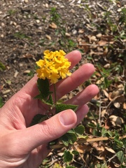Lantana camara