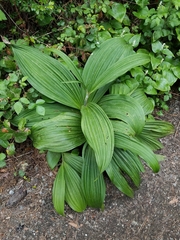 Veratrum fimbriatum