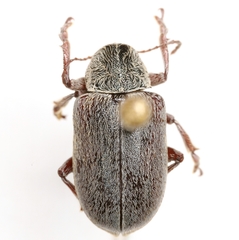 Glyptoscelis albicans