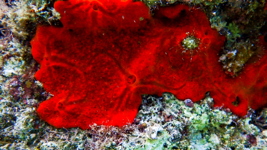 Photo of Red encrusting sponge (Crambe crambe)