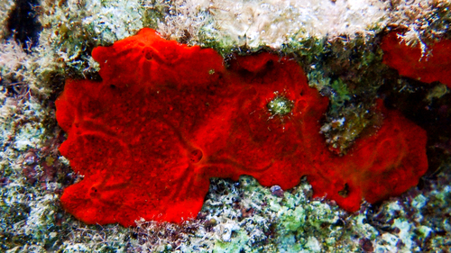 Photo of Red encrusting sponge (Crambe crambe)