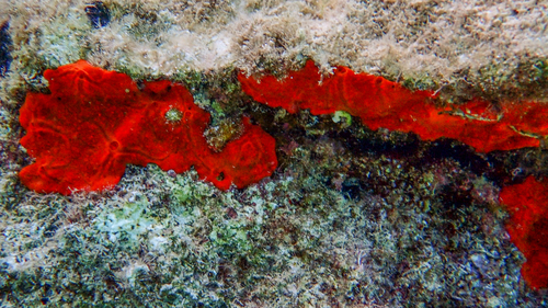 Photo of Red encrusting sponge (Crambe crambe)