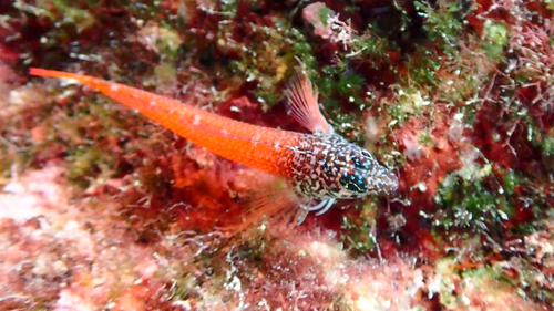 Small Triplefin Blenny, photo 6 of 8
