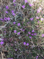 Lantana montevidensis