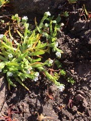 Plagiobothrys bracteatus