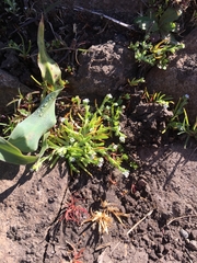 Plagiobothrys bracteatus