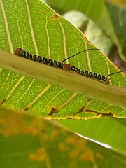 Isognathus swainsonii