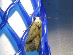 Micrathetis
