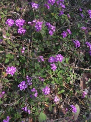 Lantana montevidensis