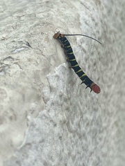 Isognathus swainsonii