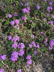 Lantana montevidensis