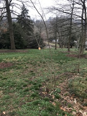Fraxinus bungeana