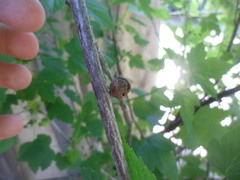 Cecidophyopsis ribis