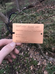 Fraxinus bungeana