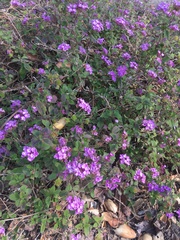 Lantana montevidensis