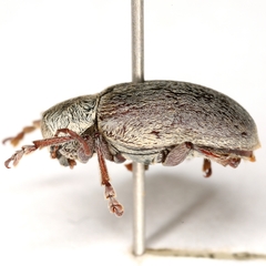 Glyptoscelis albicans